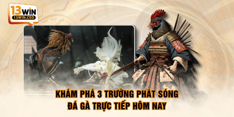 Khám phá 3 trường phát sóng đá gà trực tiếp hôm nay Khám phá 3 trường phát sóng đá gà trực tiếp hôm nay