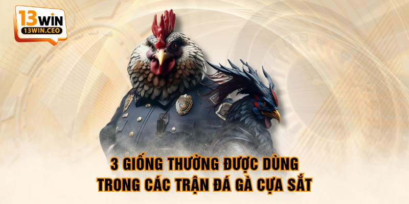 3 giống thường được dùng trong các trận đá gà cựa sắt 3 giống thường được dùng trong các trận đá gà cựa sắt