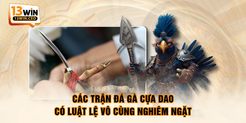 Các trận đá gà cựa dao có luật lệ vô cùng nghiêm ngặt Các trận đá gà cựa dao có luật lệ vô cùng nghiêm ngặt