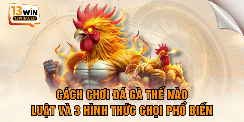 Cách Chơi Đá Gà Thế Nào - Luật Và 3 Hình Thức Chọi Phổ Biến