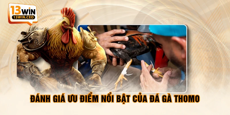 Đánh giá ưu điểm nổi bật của Đá Gà Thomo Đánh giá ưu điểm nổi bật của Đá Gà Thomo